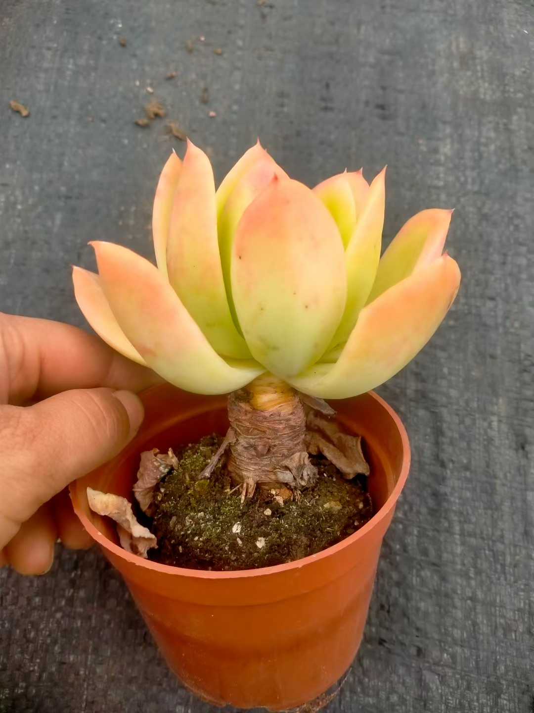 多肉植物 キンキ 35株セット 3号鉢 品番ZG00053