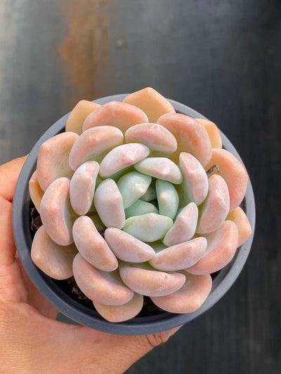 多肉植物 チューベローズ 30株セット 3号鉢 品番AA00119