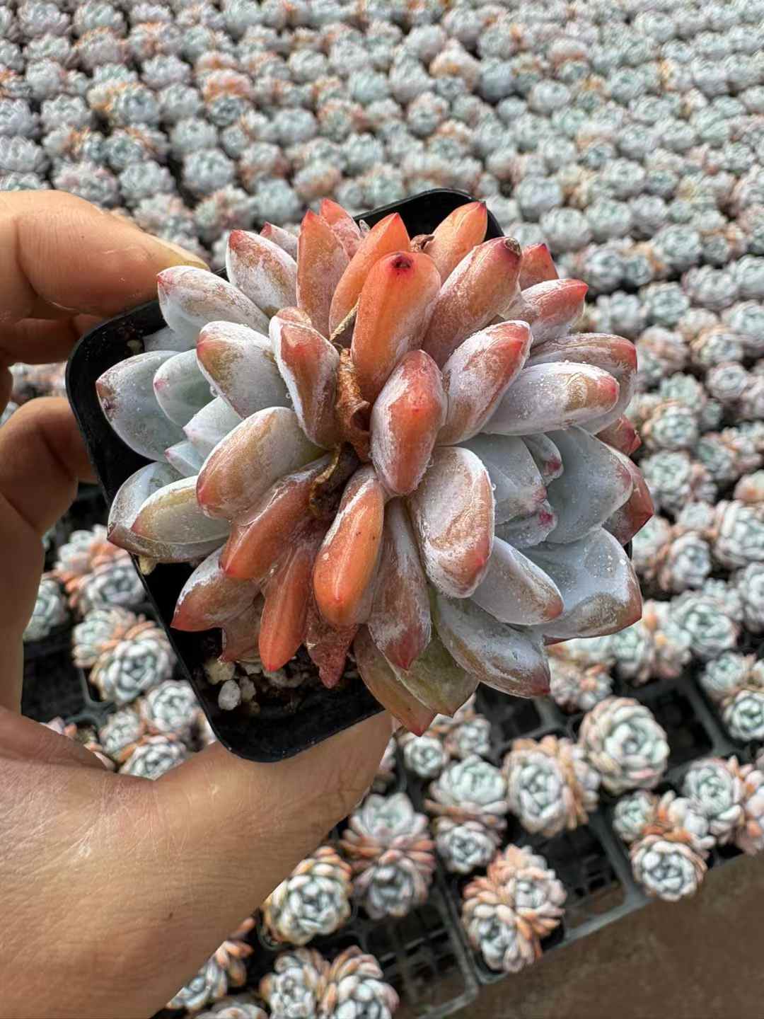 多肉植物 マリリンそうとう 50株セット 2.5号鉢 品番AD00112