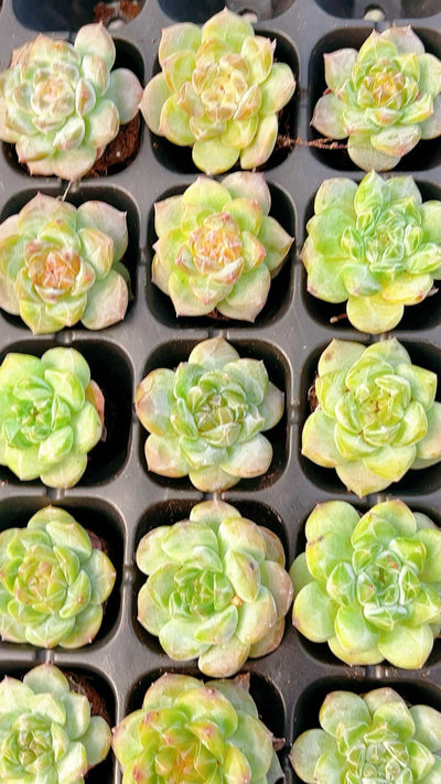 多肉植物 トウシン 72株セット 品番AH00024