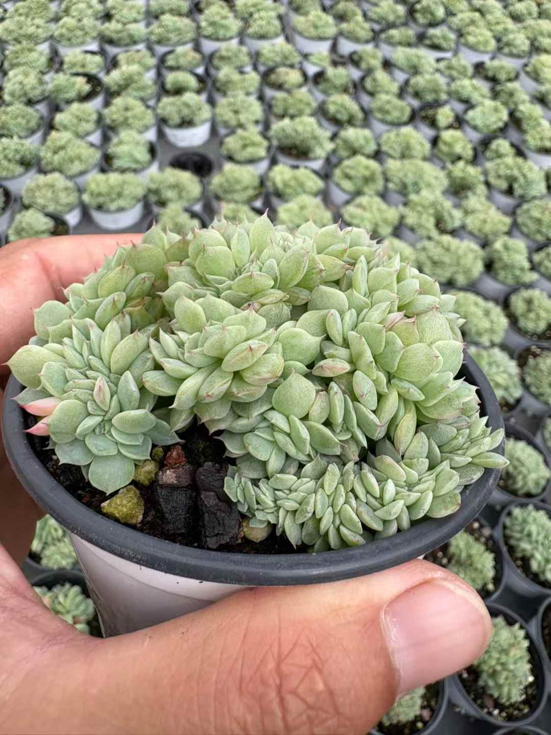 多肉植物 どうていこけい 18株セット 3号鉢 品番AD00164