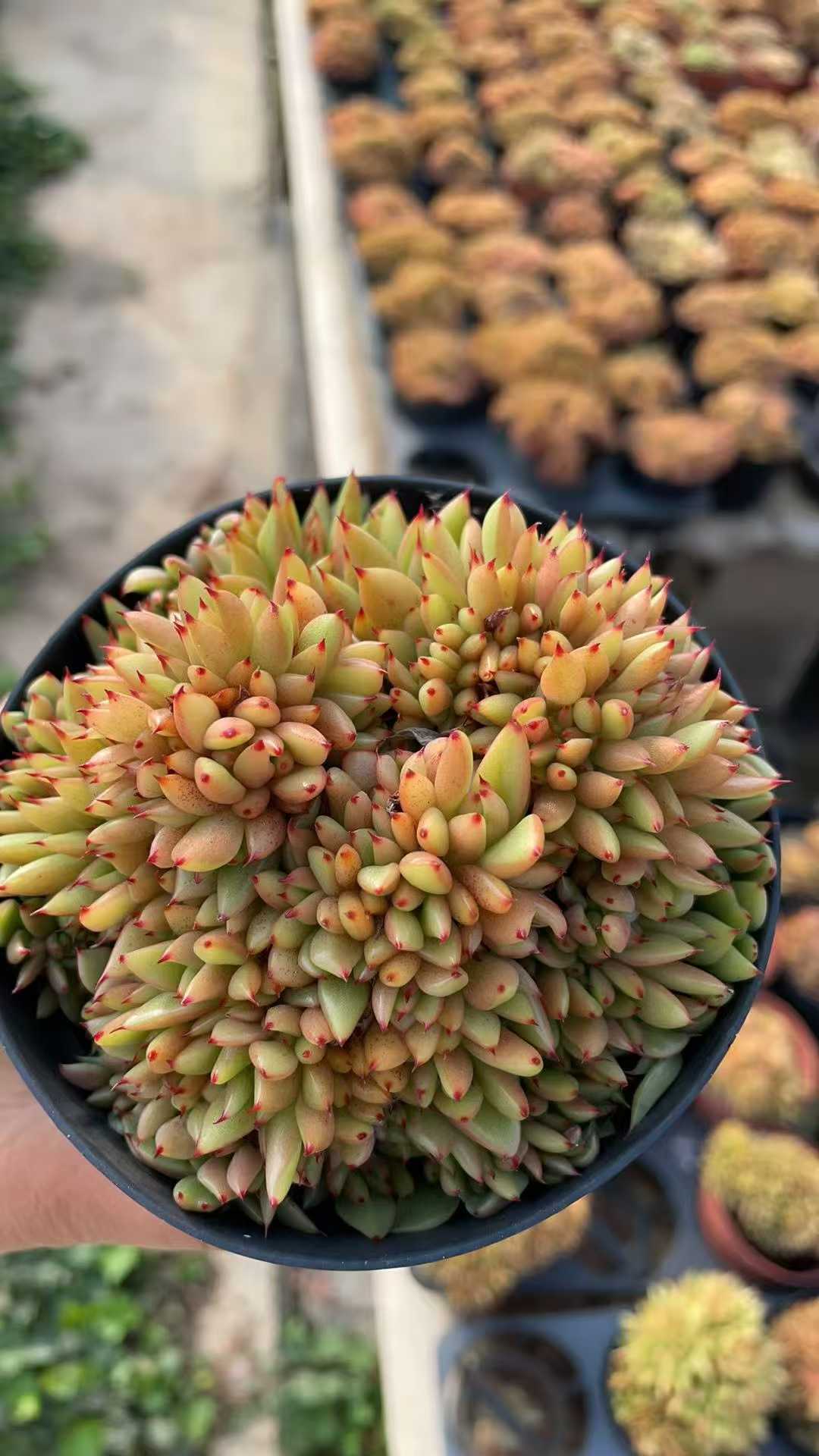 多肉植物 アイクコン 15株セット 4号鉢 品番AE00032