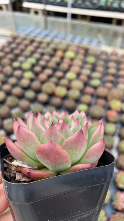 多肉植物 コウスイショウ 50株セット 2.5号鉢 品番AE00023