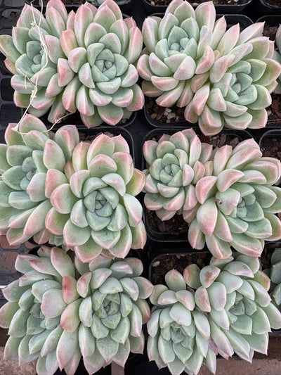 多肉植物 クリームびじん 50株セット 2.5号鉢 品番AD00066