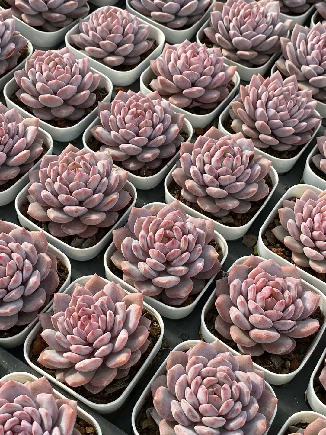多肉植物 スターオレンジ 50株セット 2.5号鉢 品番AA00124