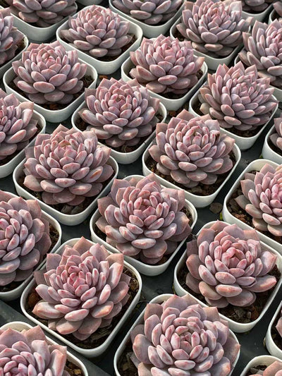 多肉植物 スターオレンジ 50株セット 2.5号鉢 品番AA00124