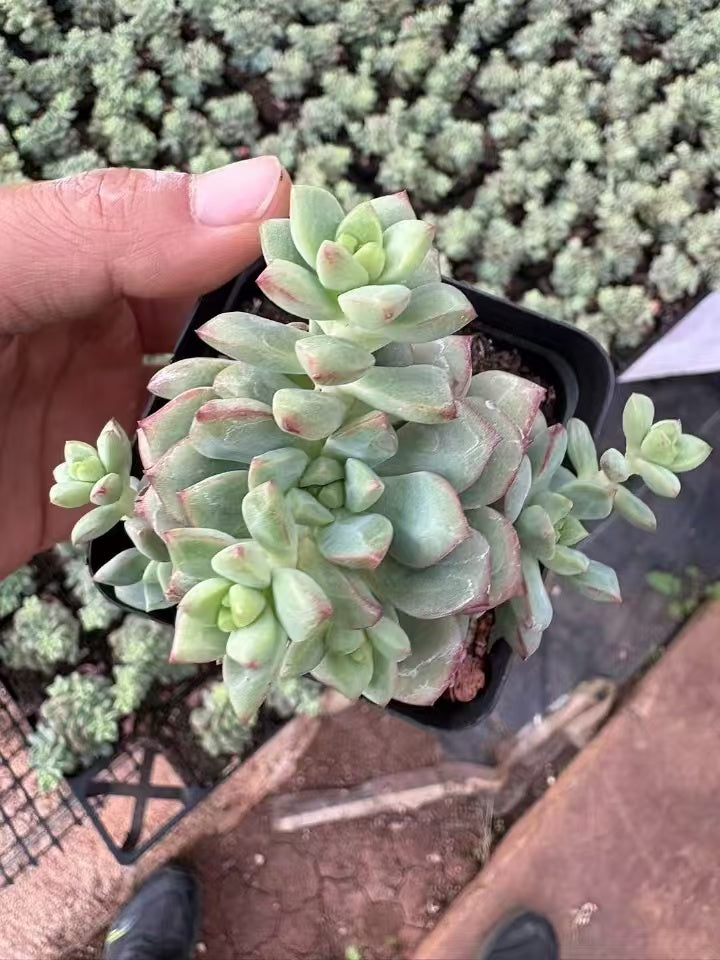 多肉植物 タンゴ 50株セット 2.5号鉢 品番AD00080