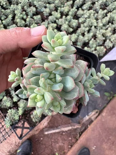 多肉植物 タンゴ 50株セット 2.5号鉢 品番AD00080