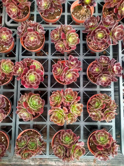 多肉植物 シヨウジョウ 24株セット 4号鉢 品番ZG00006