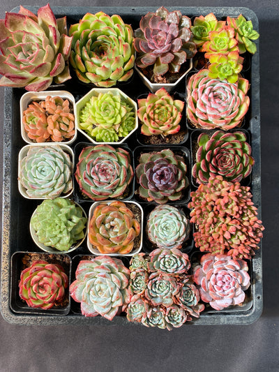 多肉植物 アソート(混合)品種:ランダム 20株セット 品番YP1