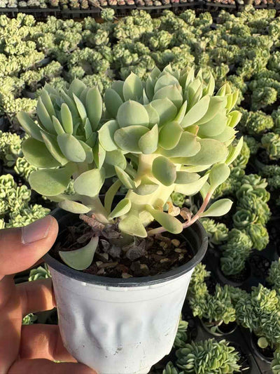 多肉植物 きへいけい 18株セット 3号鉢 品番AD00234