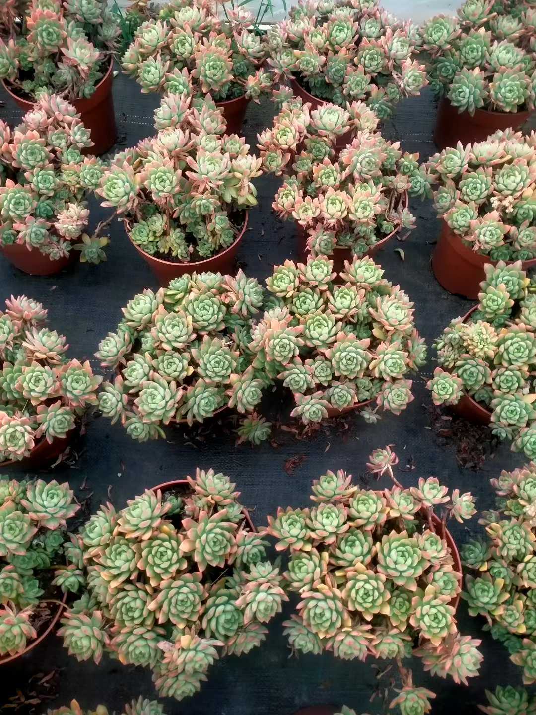 多肉植物 マーカス 9株セット 6号鉢 品番ZG00044