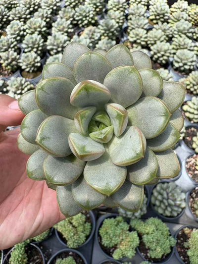多肉植物 ぶどう 30株セット 3号鉢 品番AD00214