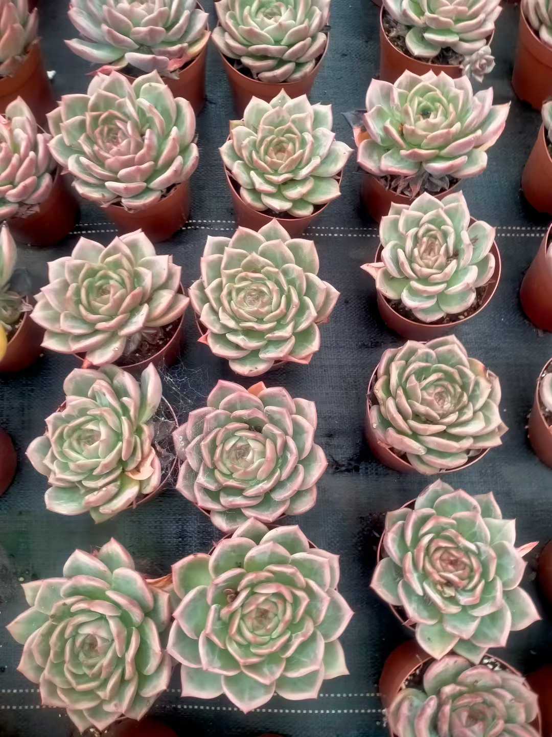 多肉植物 シャンパン 20株セット 5号鉢 品番ZG00016