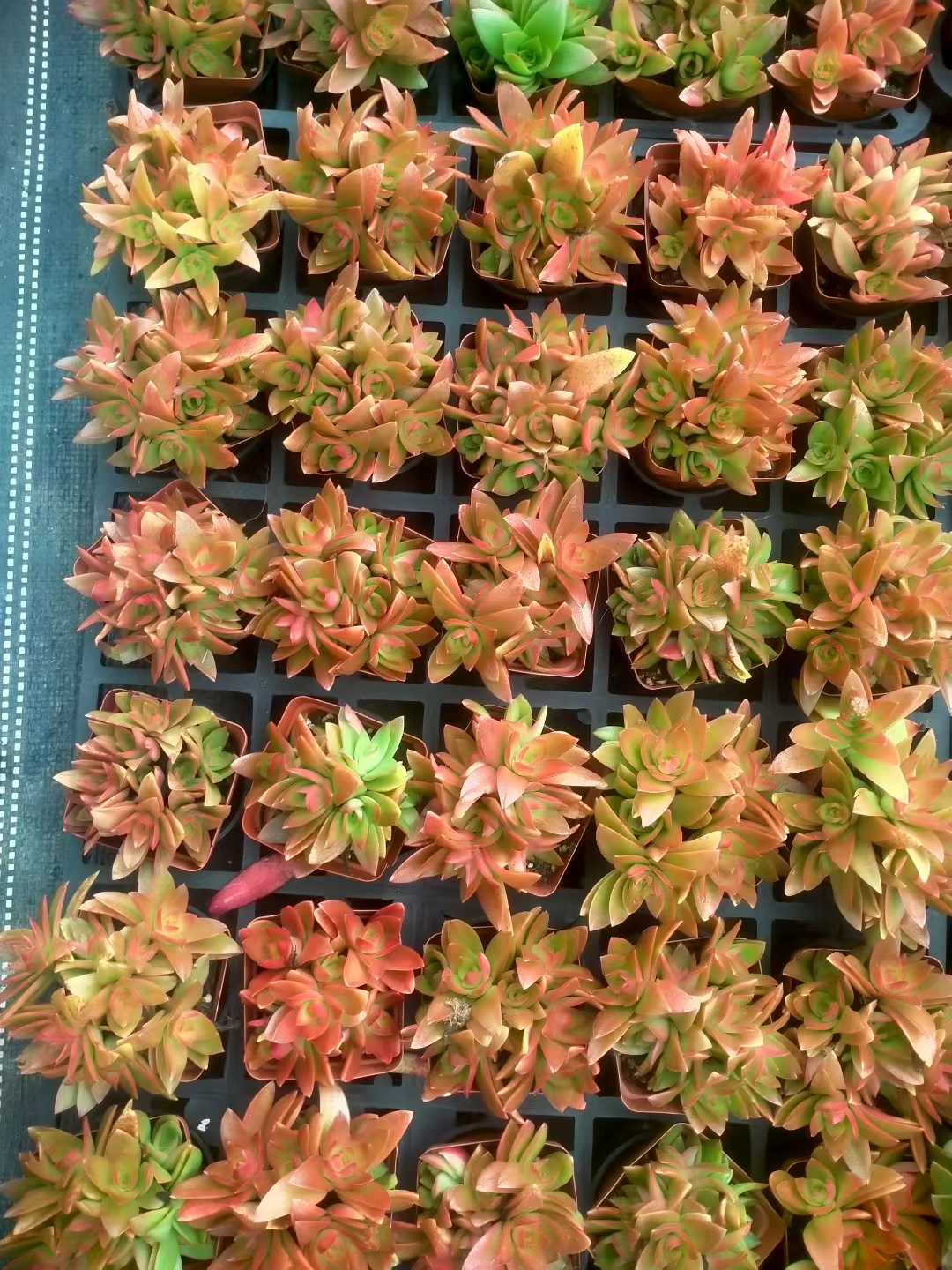 多肉植物 カサマツリ 48株セット 2.5号鉢 品番ZG00018