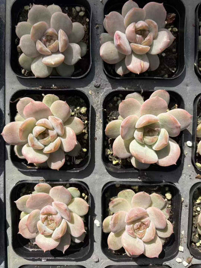 多肉植物 くれないこいびと 50株セット 2.5号鉢 品番AD00035