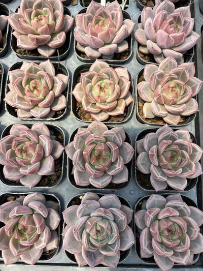 多肉植物 キューオレンジ 50株セット 2.5号鉢 品番AD00193
