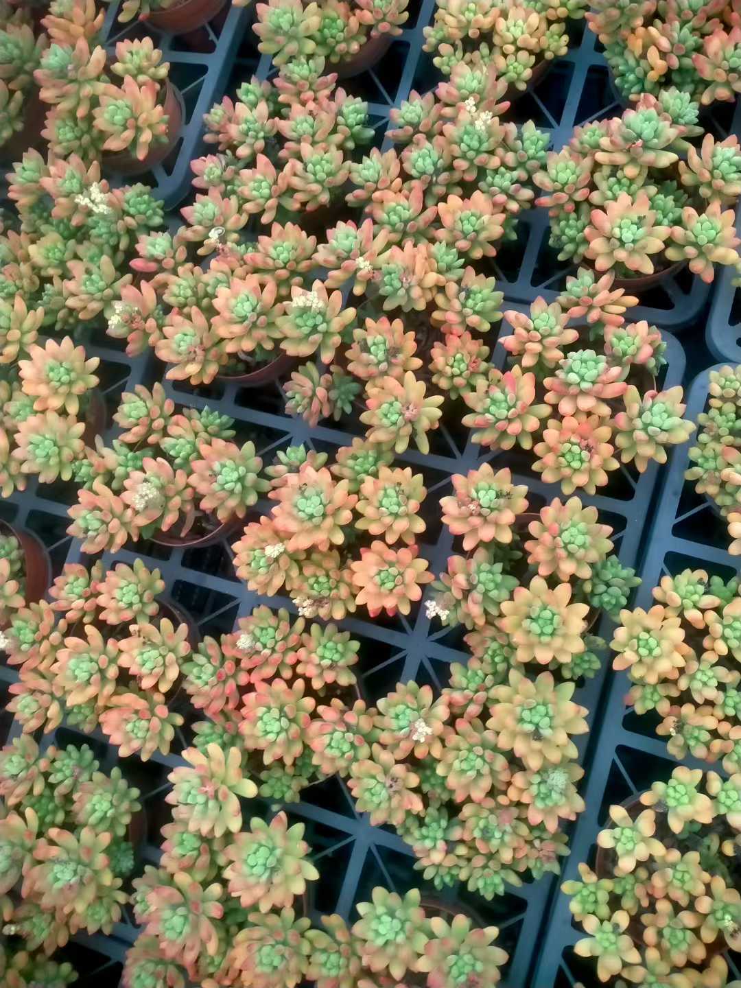 多肉植物 ハルモエロウカ 12株セット 5号鉢 品番ZG00073