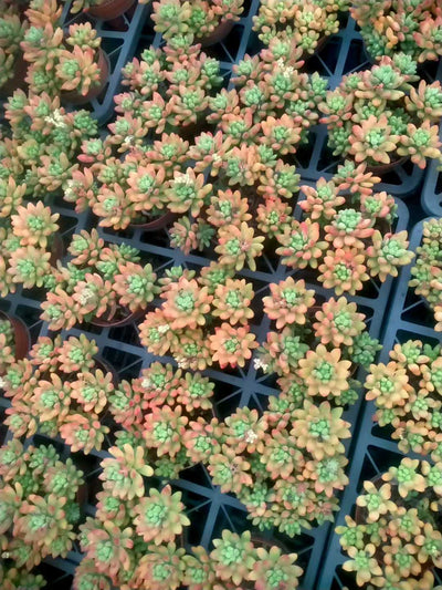 多肉植物 ハルモエロウカ 12株セット 5号鉢 品番ZG00073