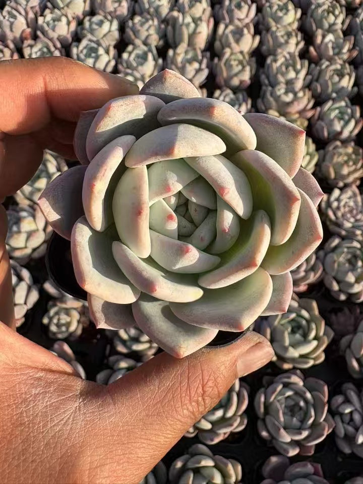 多肉植物 ミルクフォーム 50株セット 2.5号鉢 品番AD00049