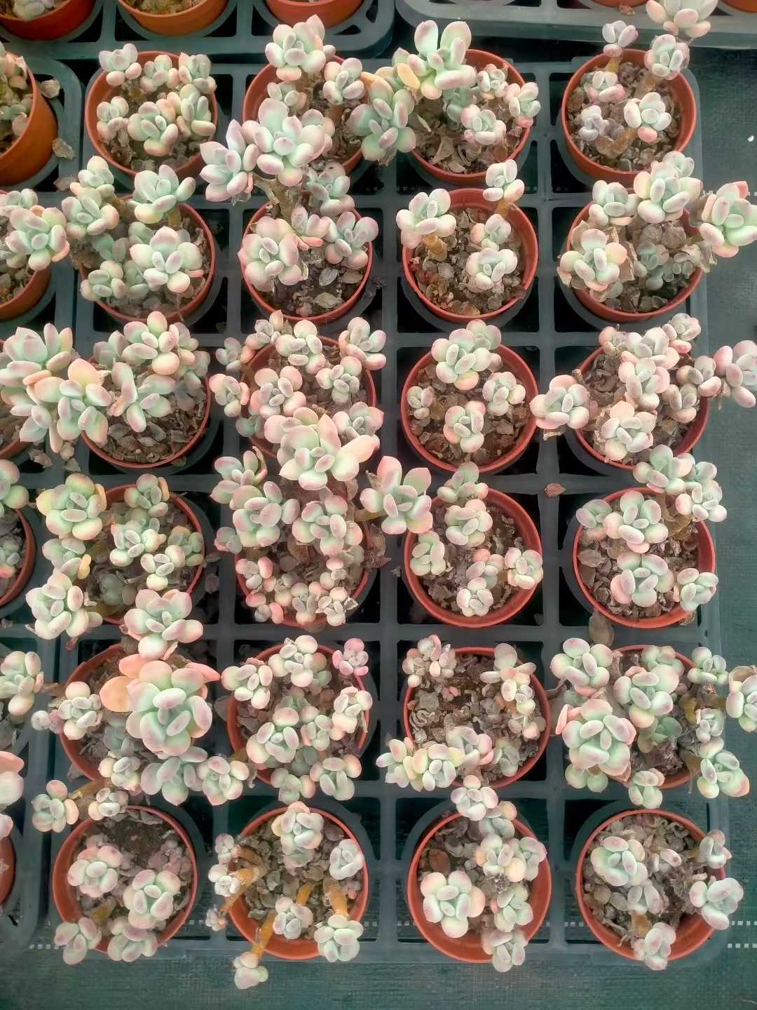 多肉植物 ショウロウショウミカヅキビジン 35株セット 3号鉢 品番ZG00048