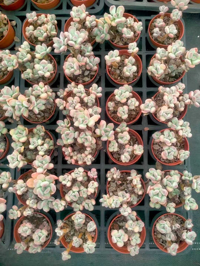 多肉植物 ショウロウショウミカヅキビジン 35株セット 3号鉢 品番ZG00048