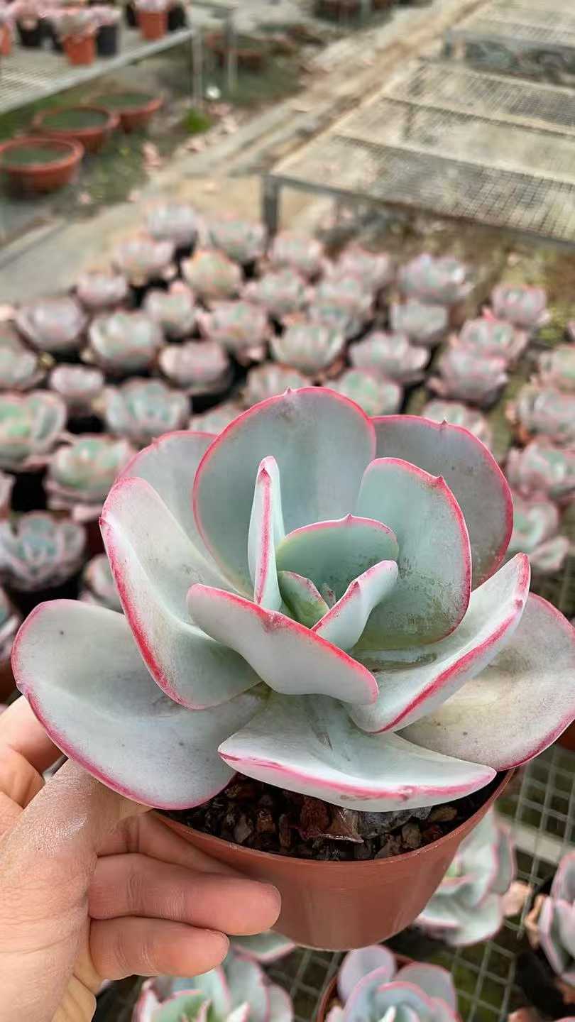 多肉植物 ブルックリンノアオ 12株セット 5号鉢 品番AE00056