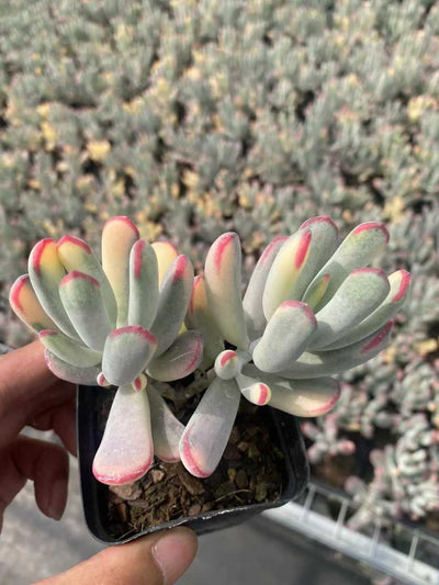 多肉植物 ソウトウボウヨクフクジョウニシキ 50株セット 2.5号鉢 品番AF00002