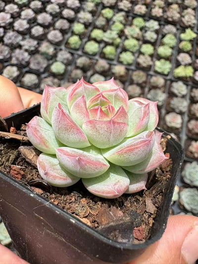 多肉植物 ゆきはなみつとう 50株セット 2.5号鉢 品番AD00166