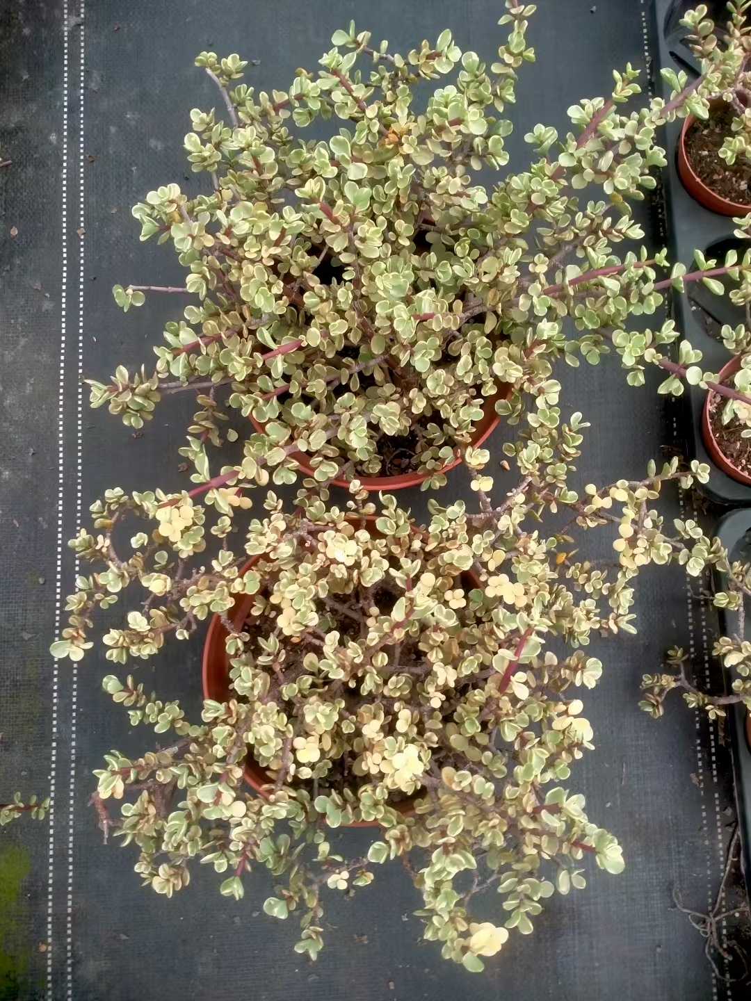 多肉植物 ロウショウガラクノマイ 9株セット 6号鉢 品番ZG00031