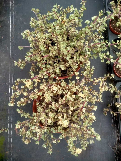 多肉植物 ロウショウガラクノマイ 9株セット 6号鉢 品番ZG00031