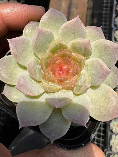 多肉植物 ネオンライト 50株セット 2.5号鉢 品番AD00197