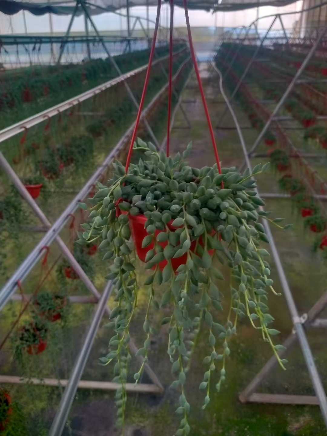 多肉植物 ブツジュ 24株セット 4号鉢 品番ZG00058