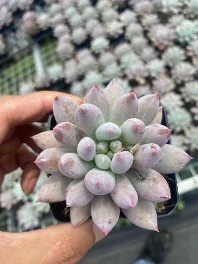 多肉植物 ソロモン 50株セット 2.5号鉢 品番AF00001