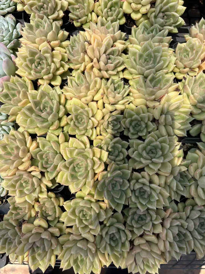 多肉植物 きらめき 50株セット 2.5号鉢 品番AD00206