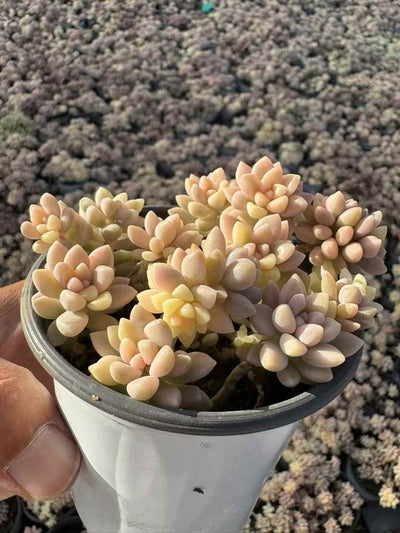 多肉植物 キシュウれんにしき 30株セット 3号鉢 品番AD00233