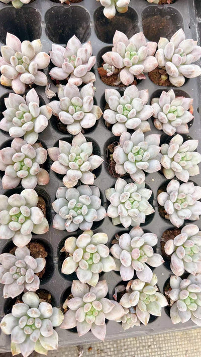 多肉植物 ハンゲ 105株セット 品番AH00006