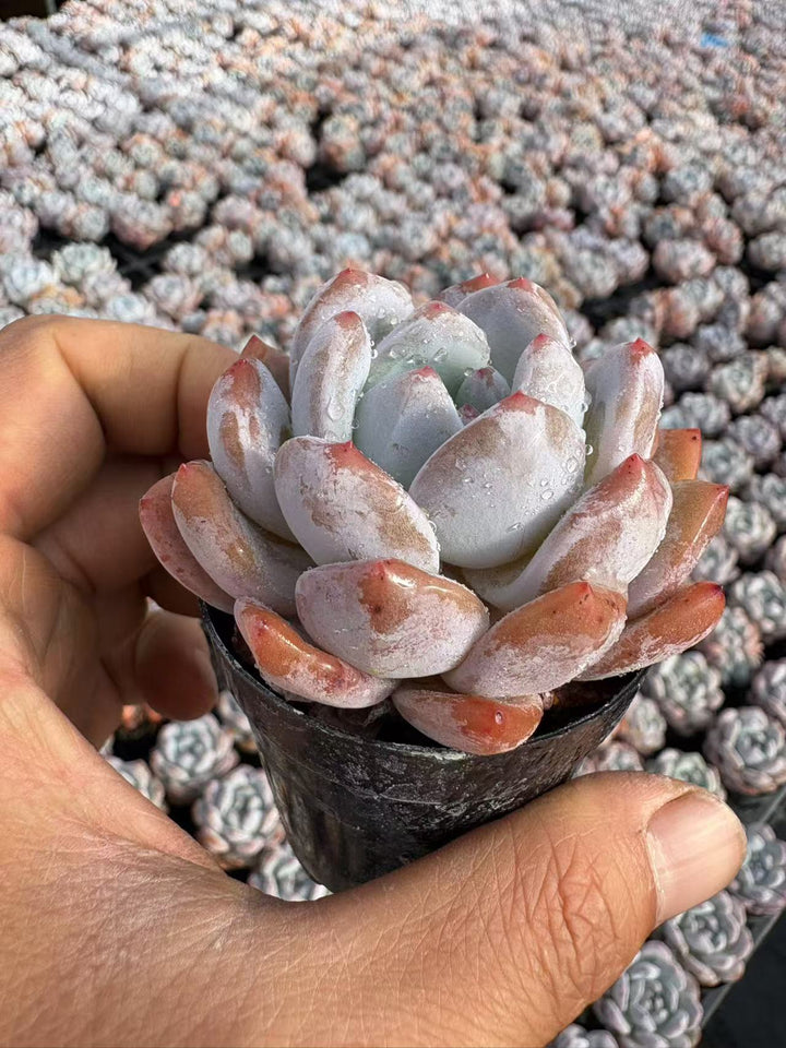 多肉植物　特注ランダムパック　専用 多肉植物 特注ランダムパック 専用 多肉植物 特注ランダムパック 専用