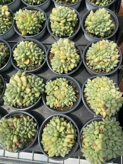 多肉植物 ゾウゲグン 15株セット 4号鉢 品番AF00004