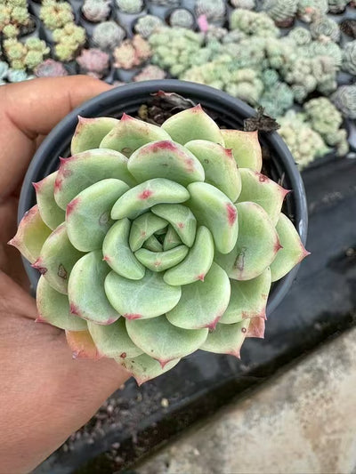 多肉植物 ハミウリ 36株セット 3号鉢 品番AD00147