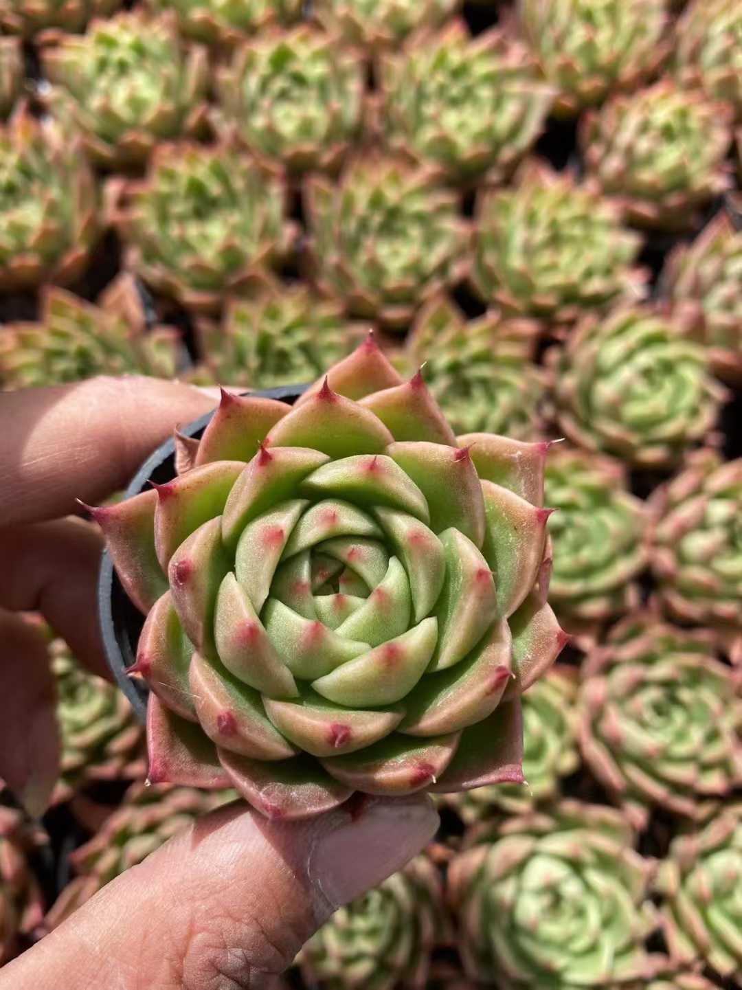 多肉植物 スパイ 54株セット 2号鉢 品番AF00049