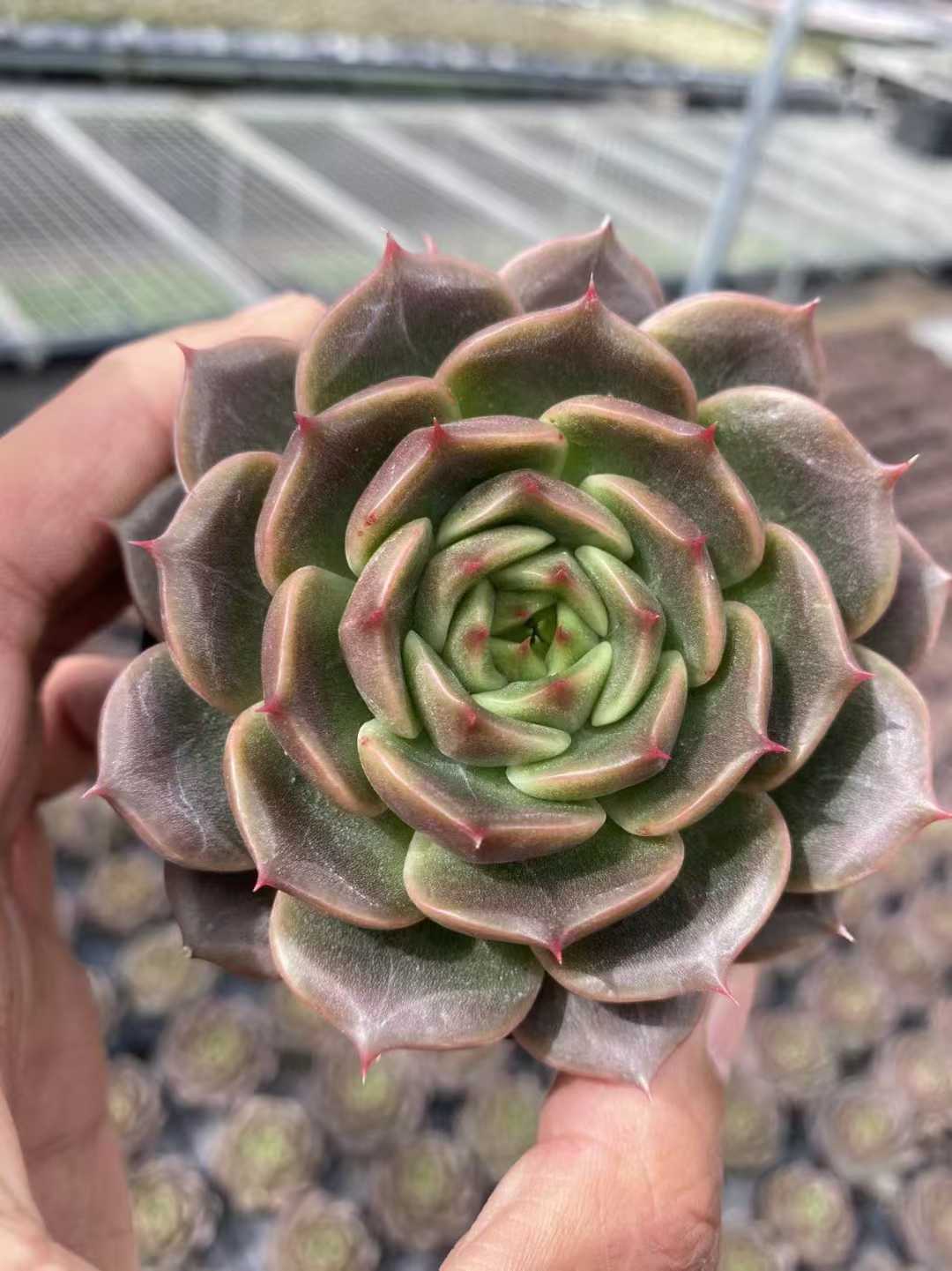 多肉植物 チョコレートジェニー 35株セット 3号鉢 品番AF00036