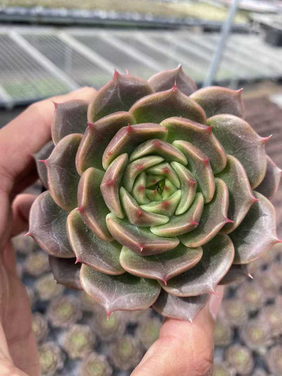 多肉植物 チョコレートジェニー 35株セット 3号鉢 品番AF00036