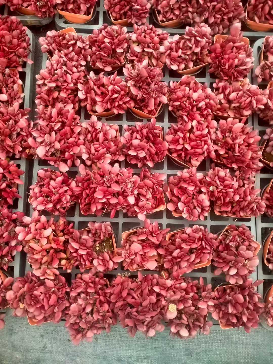 多肉植物 シチョウ 48株セット 2.5号鉢 品番ZG00043