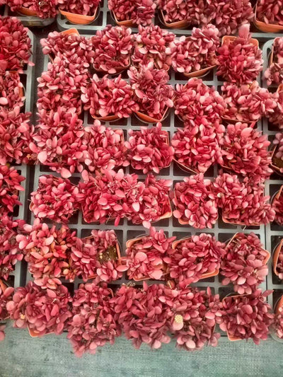 多肉植物 シチョウ 48株セット 2.5号鉢 品番ZG00043