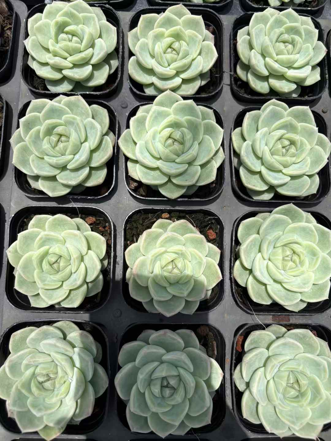 多肉植物 ぎょくとジェニー 50株セット 2.5号鉢 品番AD00038