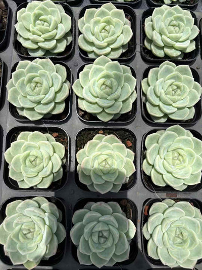 多肉植物 ぎょくとジェニー 50株セット 2.5号鉢 品番AD00038