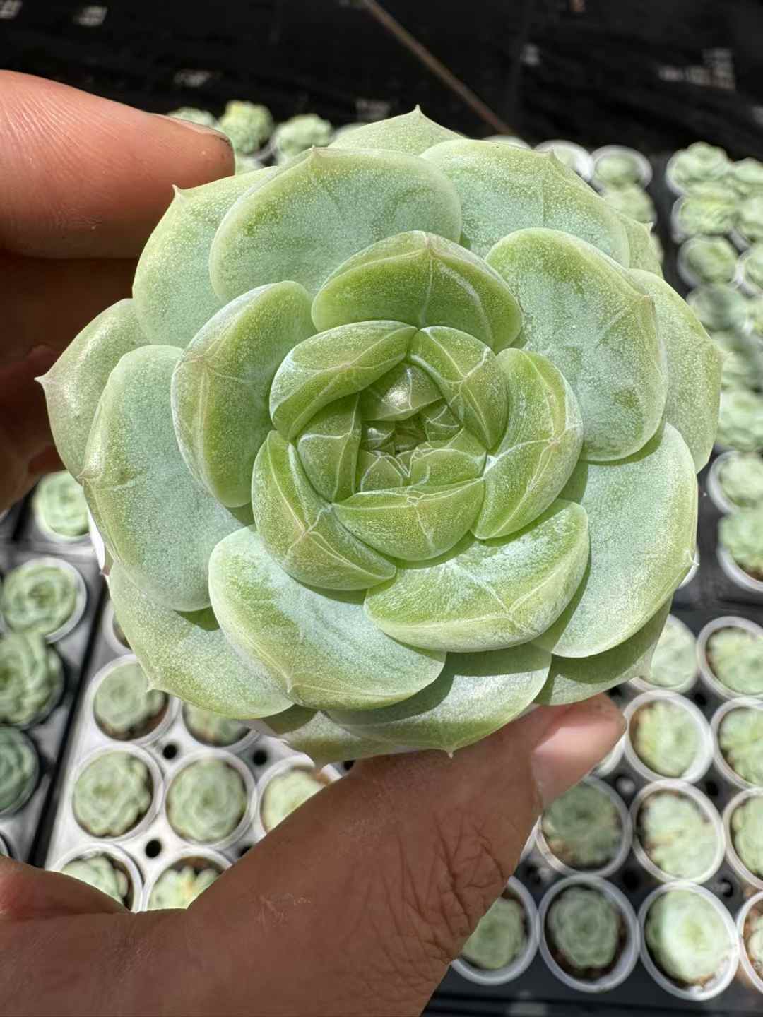 多肉植物 ひすいジェニー 50株セット 2.5号鉢 品番AD00198