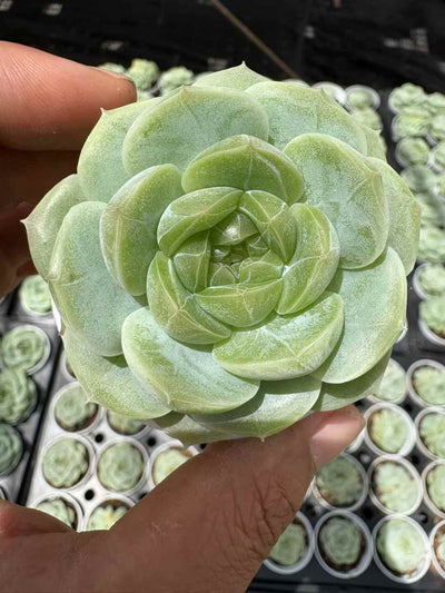 多肉植物 ひすいジェニー 50株セット 2.5号鉢 品番AD00198