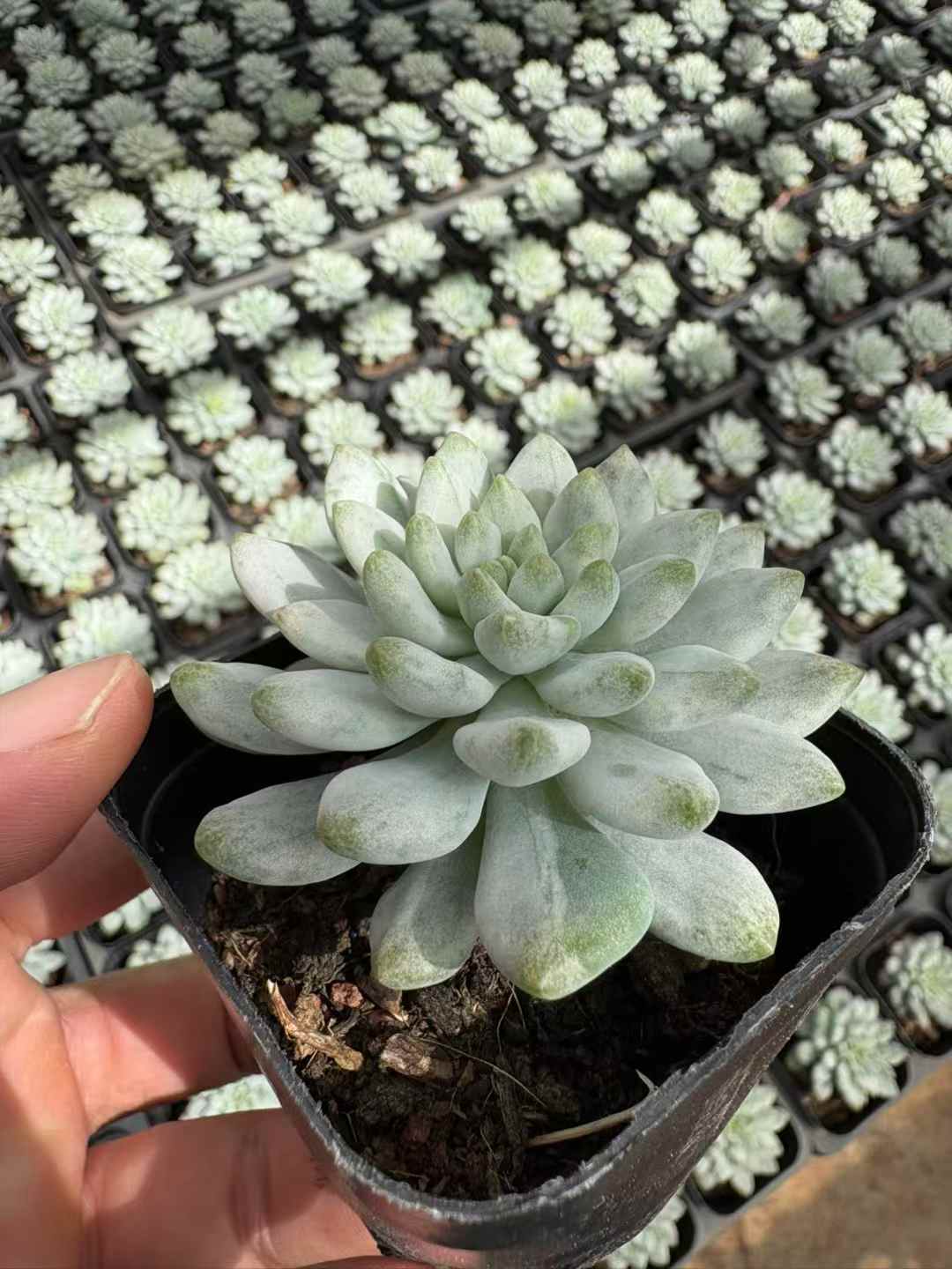 多肉植物 あおりんごにしき 50株セット 2.5号鉢 品番AD00163